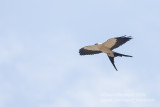 Swallow-tailed Kite (Elanoides forficatus)_Chapada Town, Chapada dos Guimares NP (Mato Grosso)