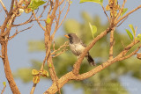 Black-throated Saltator (Saltator atricollis)_Chapada dos Guimares NP (Mato Grosso)