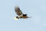 Curl-crested Jay (Cyanocorax cristatellus)_Chapada dos Guimares NP (Mato Grosso)