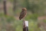 Burrowing Owl (Athene cunicularia)_Chapada dos Guimares NP (Mato Grosso)