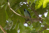 Blue Dacnis (Dacnis cayana)(male)_Vale da Benao, Chapada dos Guimares NP (Mato Grosso)
