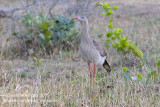 Red-legged Seriema (Cariama cristata)_Chapada dos Guimarães NP (Mato Grosso)