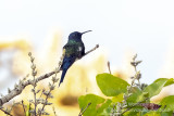 Swallow-tailed Hummingbird (Eupetomena macroura)_Chapada dos Guimares NP (Mato Grosso)