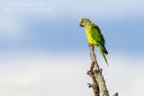  Peach-fronted Parakeet (Aratinga aurea)_Chapada dos Guimares NP (Mato Grosso)