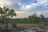 Cerrado vegetation_Chapada dos Guimarães NP (Mato Grosso)