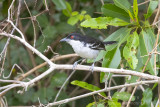 Great Antshrike (Taraba major)(male)_near Poussada Piuval, south of Poconé (Mato Grosso)
