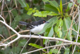 Great Antshrike (Taraba major)(male)_near Poussada Piuval, south of Poconé (Mato Grosso)