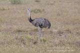 Greater Rhea (Rhea americana)_near Poussada Piuval, south of Poconé (Mato Grosso)