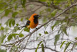 Orange-backed Troupial (Icterus croconotus)_near Pantanal Mato Grosso Hotel, south of Poconé (Mato Grosso)