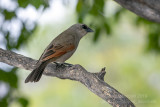 Baywing (Agelaioides badius)_near Pantanal Mato Grosso Hotel, south of Poconé (Mato Grosso)
