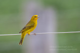 Saffron Finch (Sicalis flaveola)_near Pantanal Mato Grosso Hotel, south of Poconé (Mato Grosso)