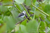 Black-backed Water Tyrant (Fluvicola albiventer)_near Poussada Piuval, south of Poconé (Mato Grosso)