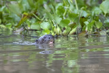 Giant Otter (Pteronura brasiliensis)_Rio Pixaim close to Pantanal Mato Grosso Hotel, south of Pocon (Mato Grosso)