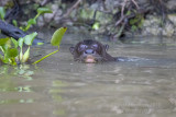 Giant Otter (Pteronura brasiliensis)_Rio Pixaim close to Pantanal Mato Grosso Hotel, south of Poconé (Mato Grosso)