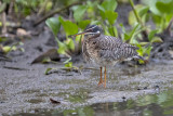 Sunbittern (Eurypyga helias)_Rio Pixaim close to Pantanal Mato Grosso Hotel, south of Poconé (Mato Grosso)