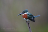 Green Kingfisher (Chloroceryle americana)_Rio Pixaim close to Pantanal Mato Grosso Hotel, south of Pocon (Mato Grosso)