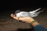 Roseate Tern (Sterna dougallii)_La Somone Estuary (Senegal)