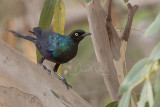 Long-tailed Glossy Starling (Lamprotornis caudatus)_La Somone (Senegal)