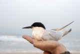 Roseate Tern (Sterna dougallii)_La Somone Estuary (Senegal)