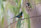 Beautiful Sunbirds (Cinnyris pulchellus)_La Somone (Senegal)