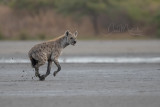 Spotted Hyena (Crocuta crocuta)_south of La Somone (Senegal)