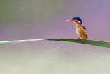 Malachite Kingfisher (Alcedo cristata)_Golf de Saly_Saly (Senegal)