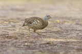 Double-spurred Francolin (Francolinus bicalcaratus)_Golf de Saly_Saly (Senegal)