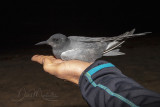 Black Tern (Chlidonias niger)_La Somone Estuary (Senegal)