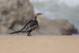 Long-tailed Cormorant (Microcarbo africanus)_La Somone (Senegal)