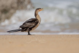 Long-tailed Cormorant (Microcarbo africanus)_La Somone (Senegal)