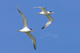 Royal Terns (Thallasseus maxima)_La Somone Estuary (Senegal)