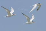 Royal Terns (Thallasseus maxima)_La Somone Estuary (Senegal)