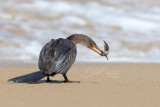 Long-tailed Cormorant (Microcarbo africanus)_La Somone (Senegal)