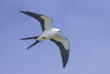 Swallow-tailed Kite (Elanoides forficatus)_Urzelina (Sao Jorge)