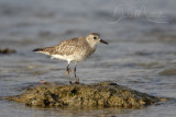 Grey Plover (Pluvialis squatarola)_Mogadishu (Benadir Regional Administration)