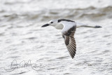 Crab Plover (Dromas ardeola)_Mogadishu (Benadir Regional Administration)