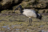 Sacred Ibis (Threskiornis aethiopicus)_Mogadishu (Benadir Regional Administration)