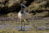 Sacred Ibis (Threskiornis aethiopicus)_Mogadishu (Benadir Regional Administration)