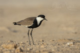 Spur-winged Lapwing (Vanellus spinosus)_Mogadishu (Benadir Regional Administration)