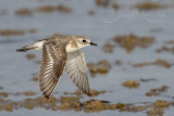 Lesser Sand Plover (Charadrius mongolus pamirensis)_Mogadishu (Benadir Regional Administration)