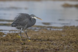 Western Reef Egret (Egretta gularis)_Mogadishu (Benadir Regional Administration)