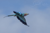 Lilac-breasted Roller (Coracias caudatus)_Mogadishu (Benadir Regional Administration)