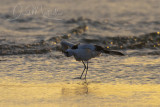 Crab Plover (Dromas ardeola)_Mogadishu (Benadir Regional Administration)