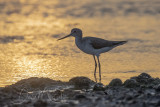 Common Greenshank (Tringa nebularia)_Mogadishu (Benadir Regional Administration)