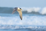 Greater Crested Tern (Thalasseus bergii)_Mogadishu (Benadir Regional Administration)