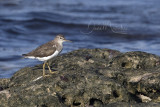 Common Sandpiper (Actitis hypoleucos)_Mogadishu (Benadir Regional Administration)