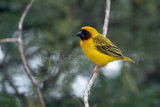 Vitelline Masked Weaver (Ploceus vitellinus)(male)_Hargeisa (Somaliland)