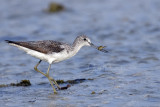 Common Greenshank (Tringa nebularia)_Mogadishu (Benadir Regional Administration)