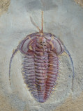 Eoredlichia intermedia (3 cm long), Lower Cambrian, Chengjiang, China, showing antennae and diverticulae.