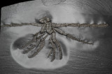 37 cm Pycnogonid Palaeoisopus